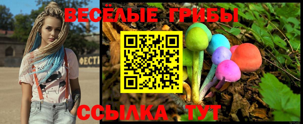 Галлюциногенные грибы Psilocybe Махачкала